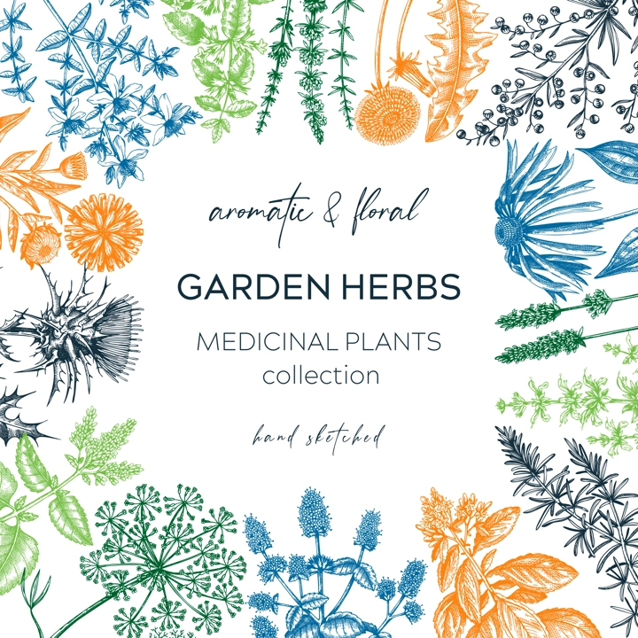 Vintage herbs card design. Sketched aromatic plants frame in color. Botanical design. Herbal tea ingredients. Hand drawn medicinal herbs cover, invitation, banners, stickers, label, packaging. 